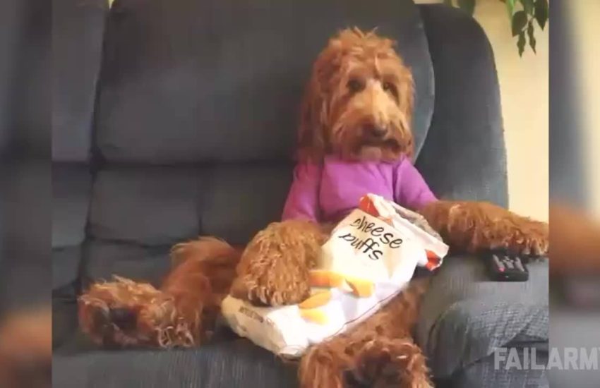 Dummy Dogs Mini Compilation