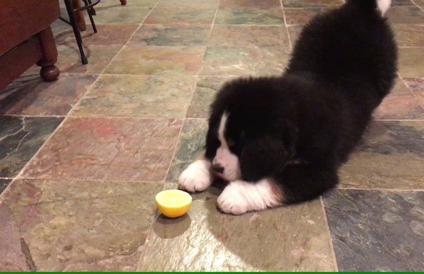 Looks like the introduction between this dog and a piece of lemon didn't go quite well. :v :v :v - via JukinMedia