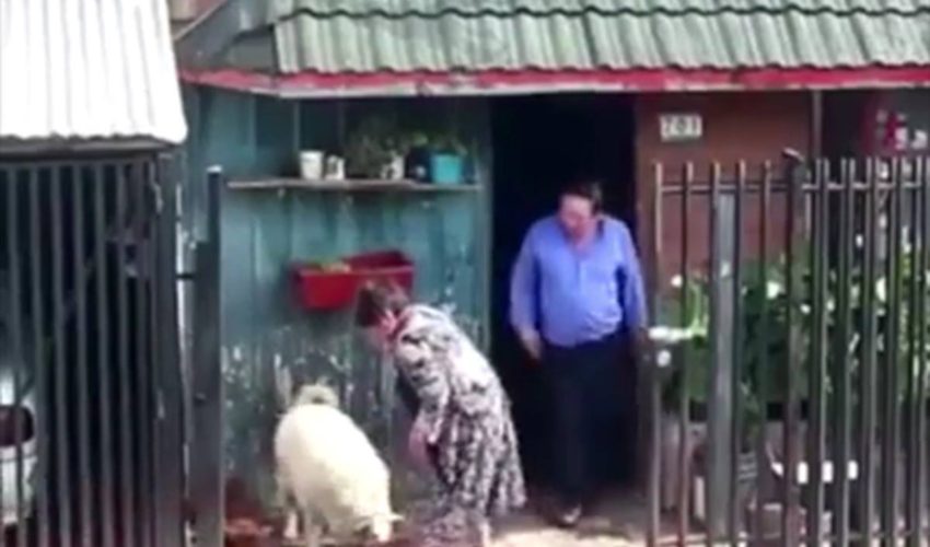 看看這隻狗……哇！ （y）（y）（y）