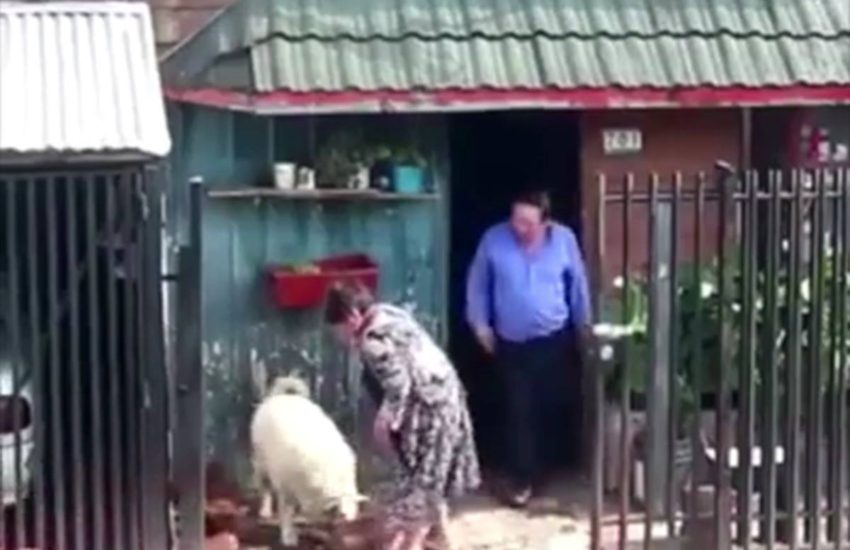 Look at this dog...wow! (y) (y) (y)