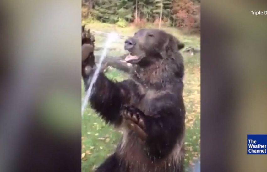 Bruno The Bear Loves Water?