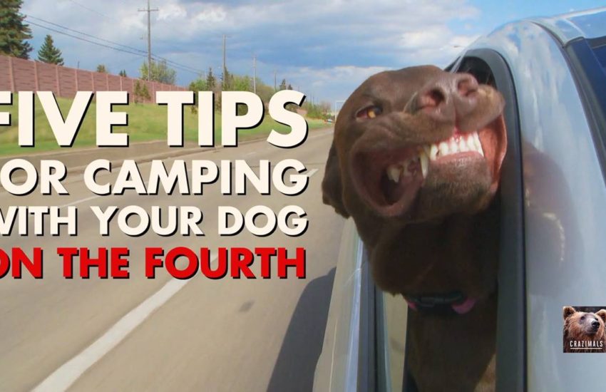 5 Tips for Camping with Pets