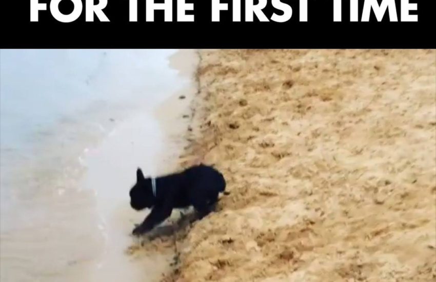 Puppy Sees Waves for the First Time