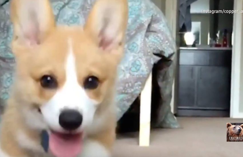 Epic Slo-Mo Corgi Puppy