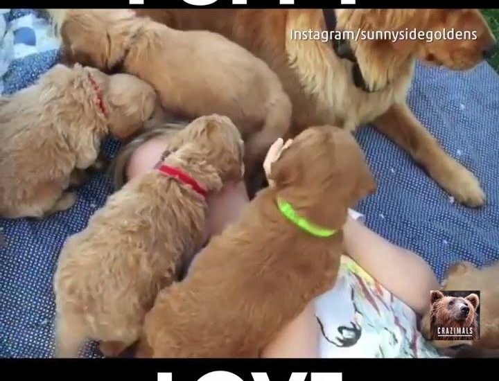 Little Girl Attacked by Adorable Puppies