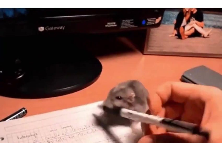 My pet stole my pen, that's why I couldn't do my homework! #diplymix