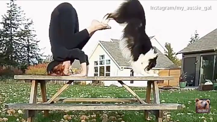 聰明的狗是狡猾的