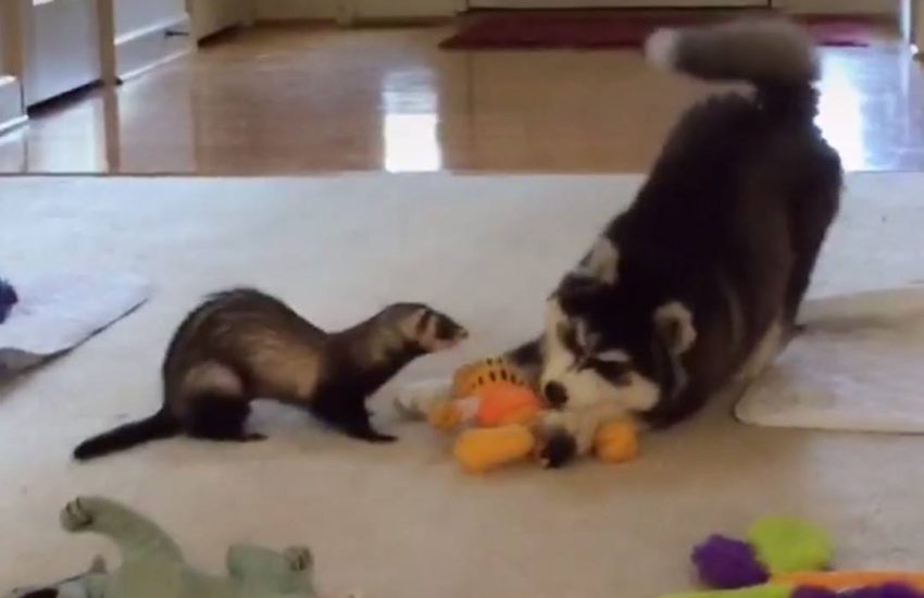 Husky + Ferret = BFFs
