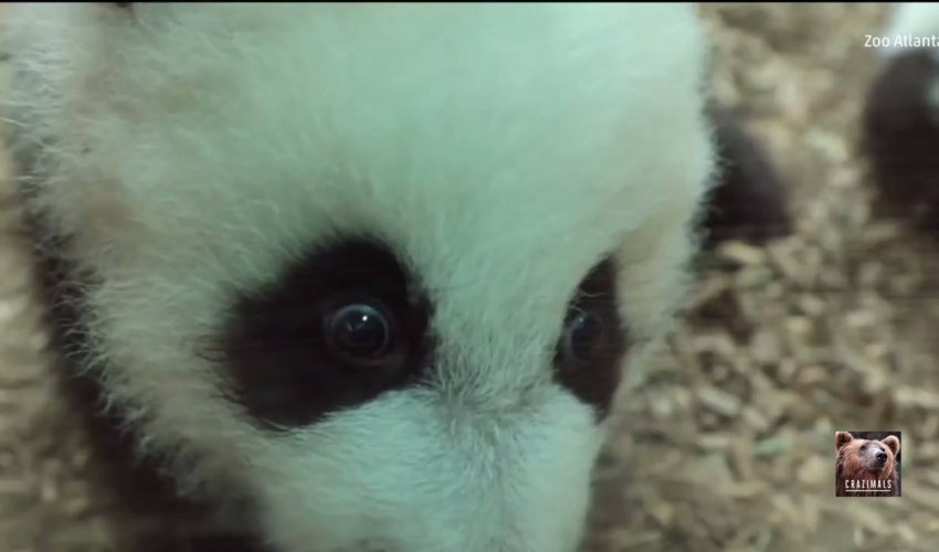 在亞特蘭大動物園的熊貓崽