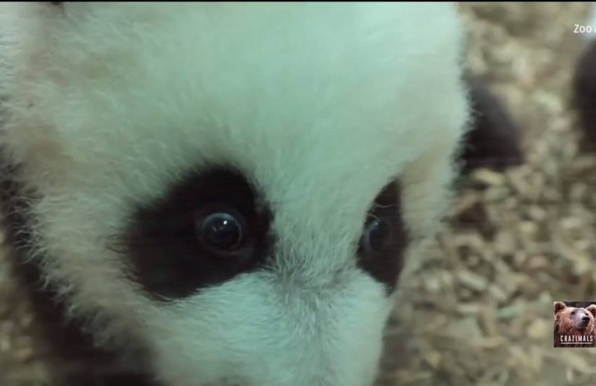 Panda Cubs at Zoo Atlanta