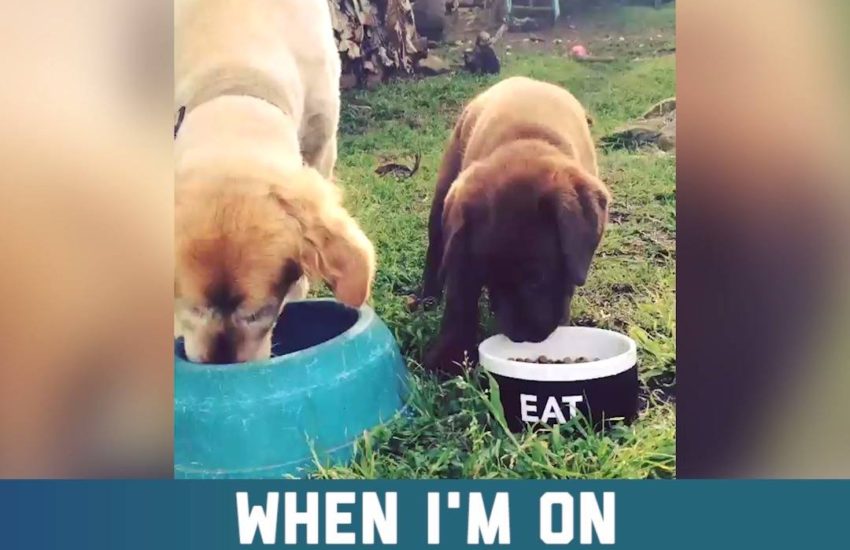 Small dog, big appetite