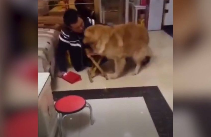 Credit, I Love Dogs #onedip