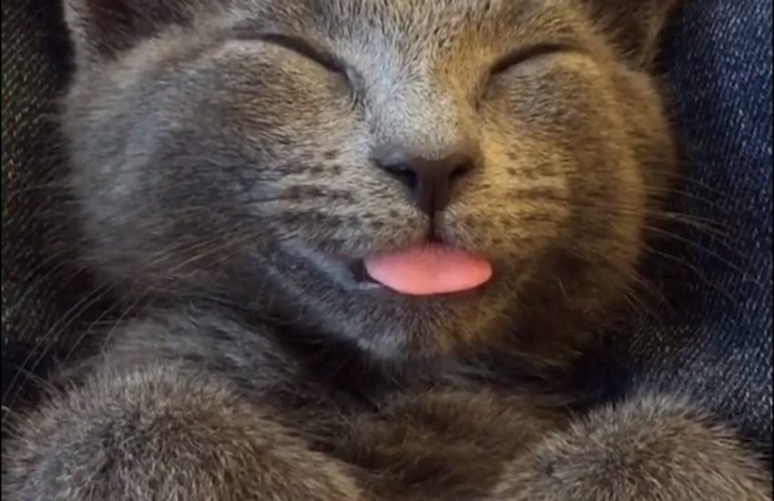 Kitten Takes the Most Adorable Nap Ever