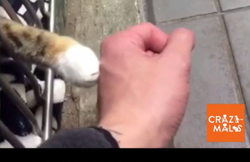 Shelter Cat Gives a Paw-Bump