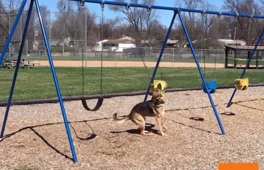 Dog Plays with Playground Swing