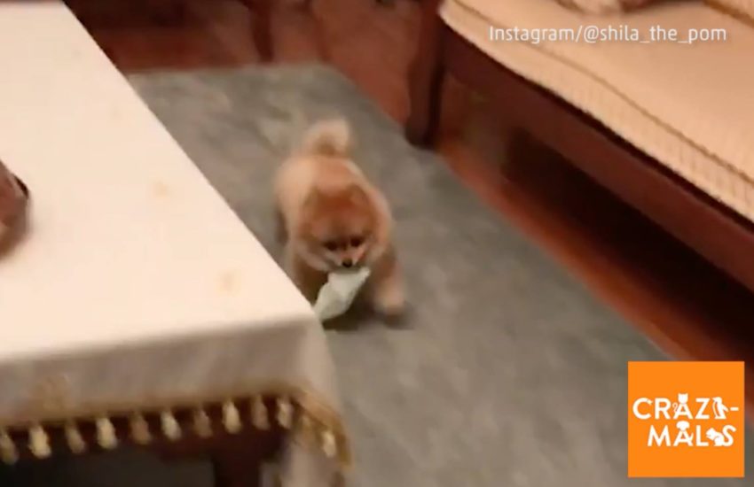 Zoom zoom zoom! ⭐: instagram.com/shila_the_pom