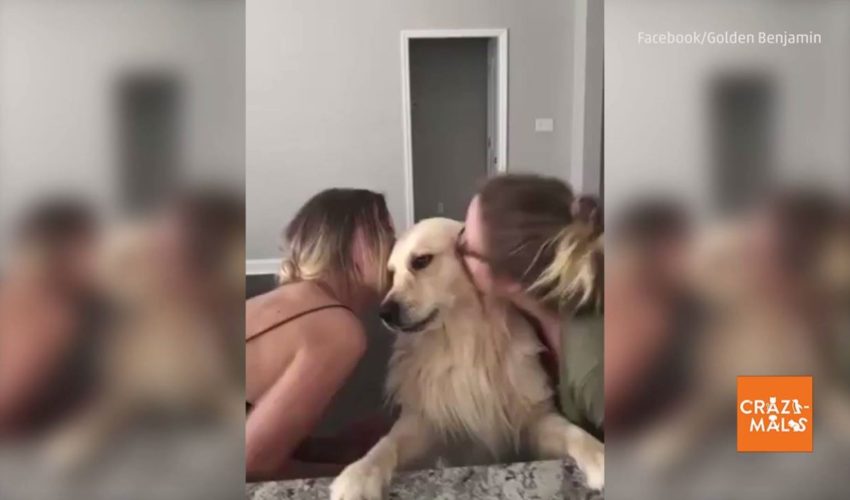金毛獵犬獲得所有的吻！