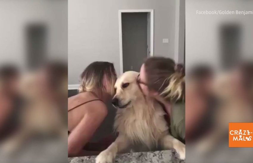 Golden Retriever Gets All the Kisses!
