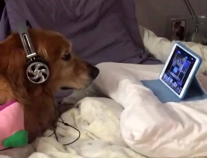 He's scared of fireworks so his mum put on some dog videos instead Watch more: www.thebearshit.com