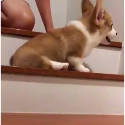 你能行的！感謝：@cobeethecorgi觀看更多：www.thebearshit.com