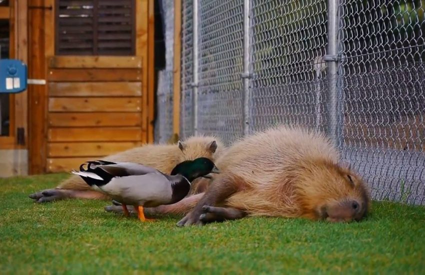 Capybara vs ducks Watch more: www.thebearshit.com