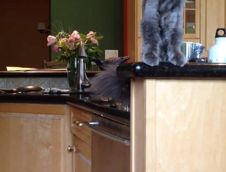 Cat Dives Headfirst Into A Bin