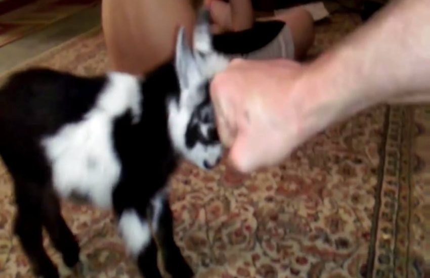 I need a pet goat! Provided by: ViralHog