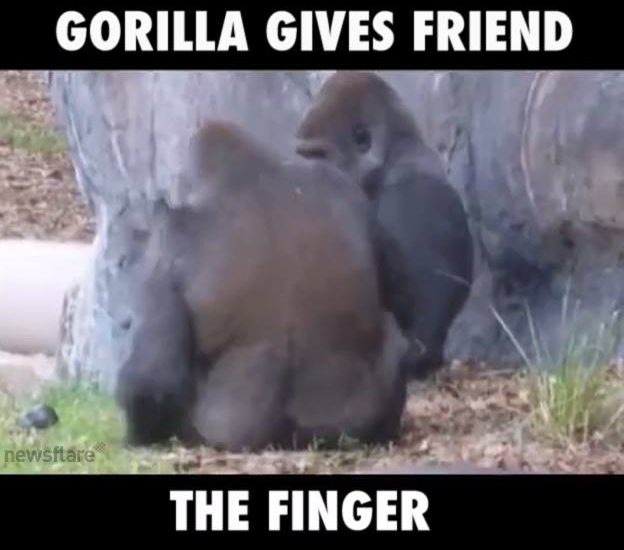 Gorilla Gives His Friend The Finger