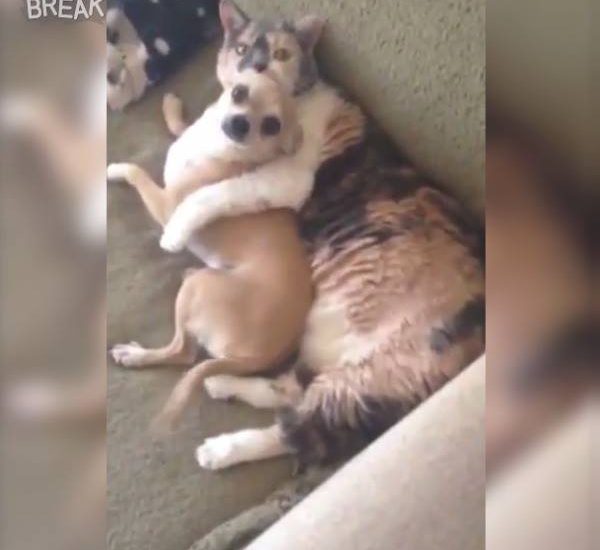 Dog And Cat Chilling