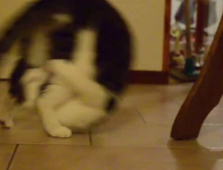 Cat Has Weird Obsession With Somersaults