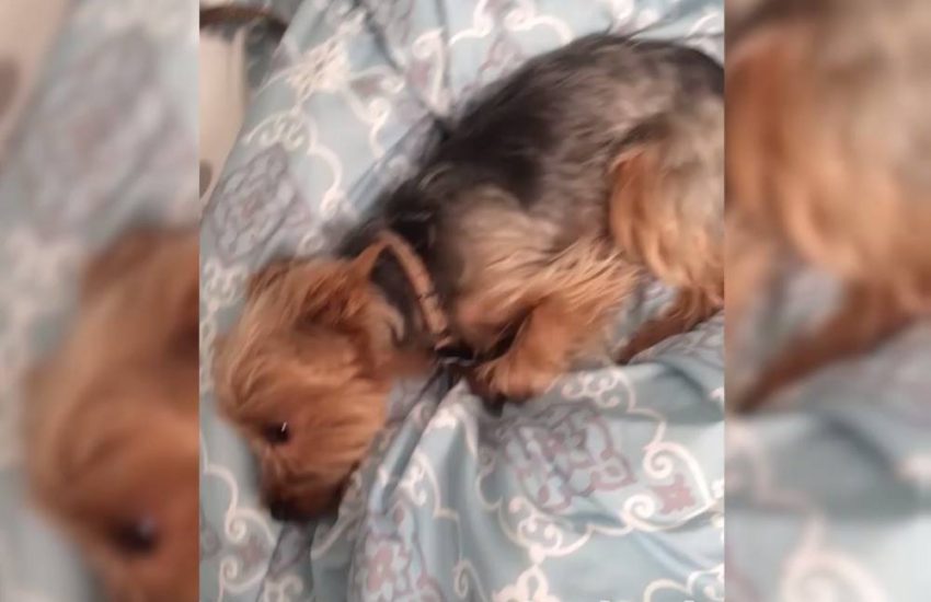 Dog Pees On Bed And Refuses To Look