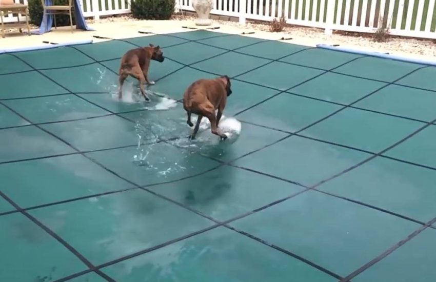 Boxers love swimming pool