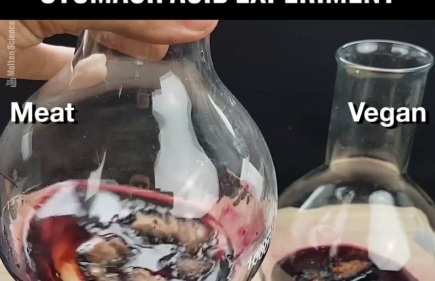 Vegan Vs Meat - Burger Stomach Acid Experiment