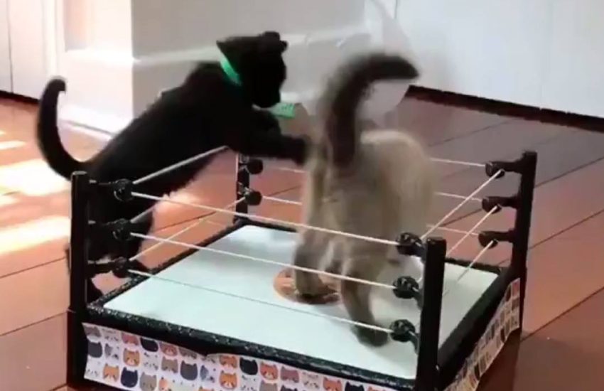 WWE: Kitten edition