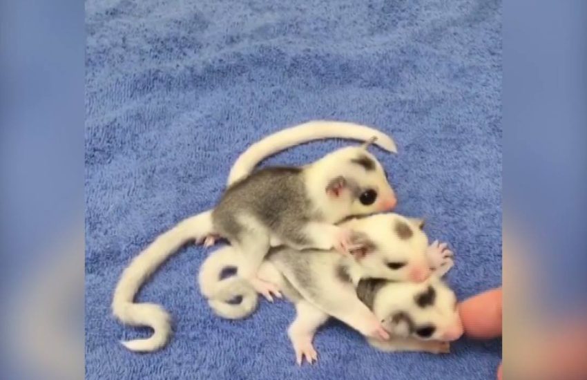 Just three inseparable sugar glider siblings