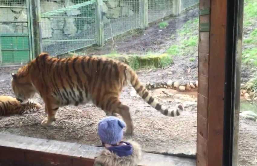 Why you should never wake up a sleeping tiger