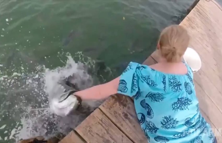 Fish Chomps Woman's Hand
